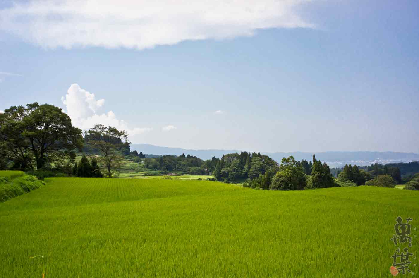新潟県上越市の緑豊かな段々田んぼ風景